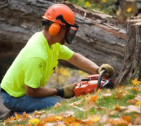 tree services Paynesville